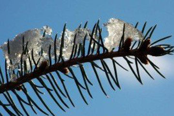tree with snow on it